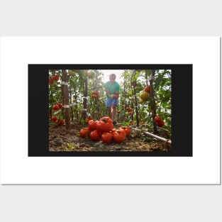 Caucasian farmer picking tomatoes Posters and Art